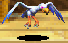 Seabird.png