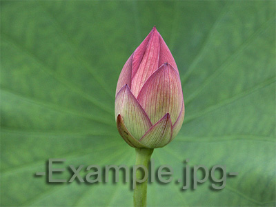 Example.jpg